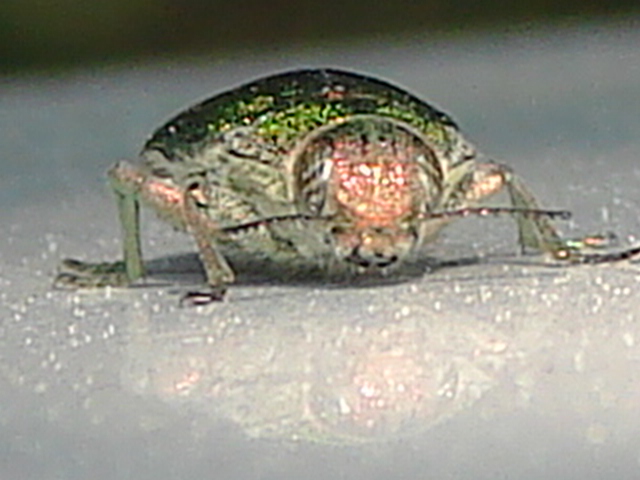 Latipalpis plana (Coleoptera, Buprestidae)